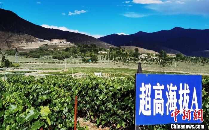 圖為(wei) 桑日縣種植的葡萄。　山南桑日縣委宣傳(chuan) 部提供
