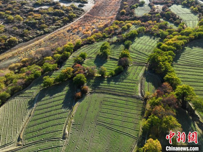 圖為(wei) 11月8日，雅魯藏布江畔的高原梯田。　董誌雄 攝