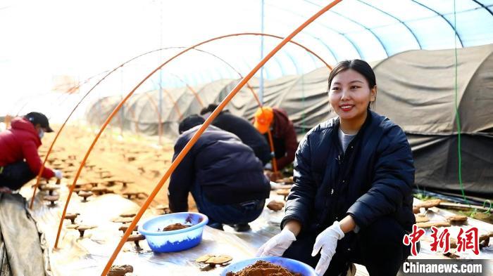 圖為(wei) 農(nong) 民采收靈芝孢子粉。　鄧巴 攝