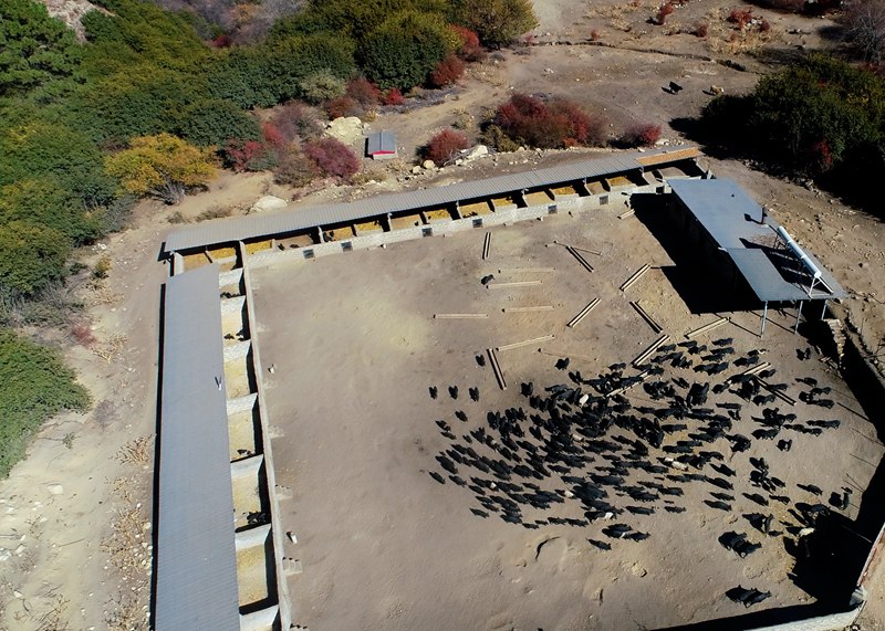 麥村藏香豬養(yang) 殖基地。