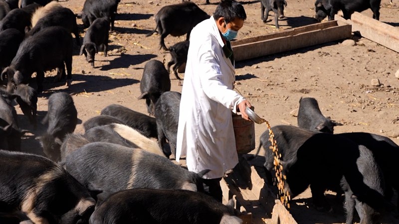 飼養(yang) 員正在給藏香豬喂食。