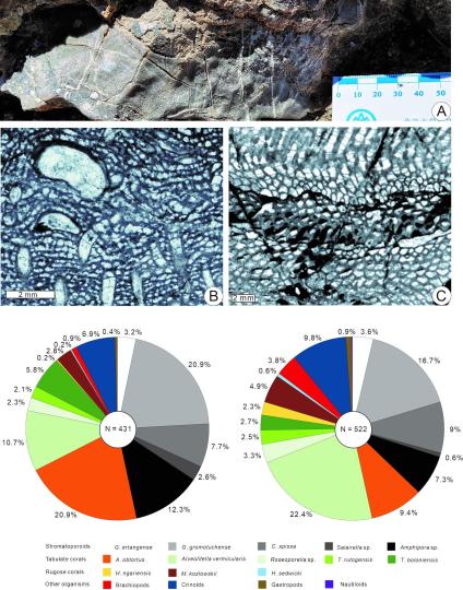 中國古生物學家在西藏發現3.9億(yi) 年前生物礁