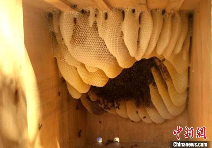 西藏芒康蜂蜜飄香產(chan) 業(ye) 旺