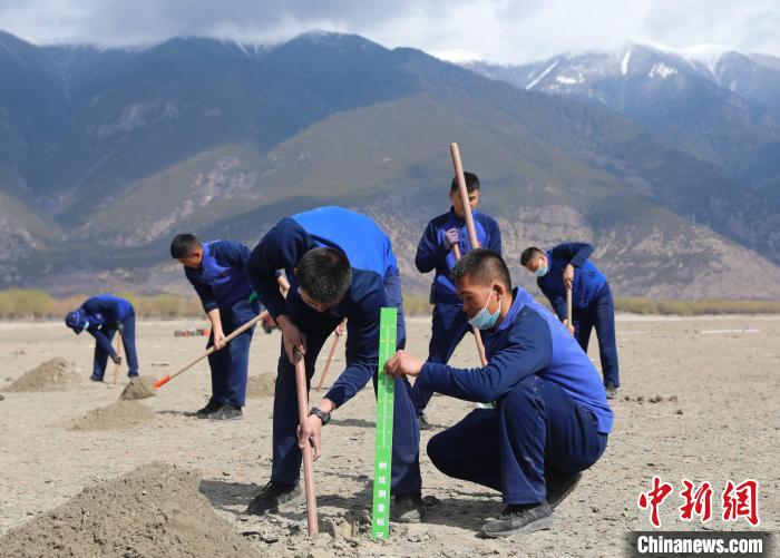 西藏林芝森林消防為(wei) 第二故鄉(xiang) 添新綠