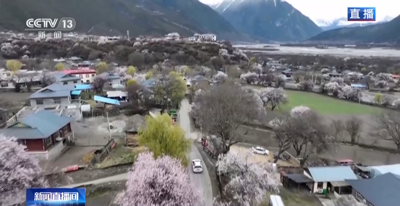 西藏林芝：巍峨雪山阡陌良田 桃花穀春色驚豔