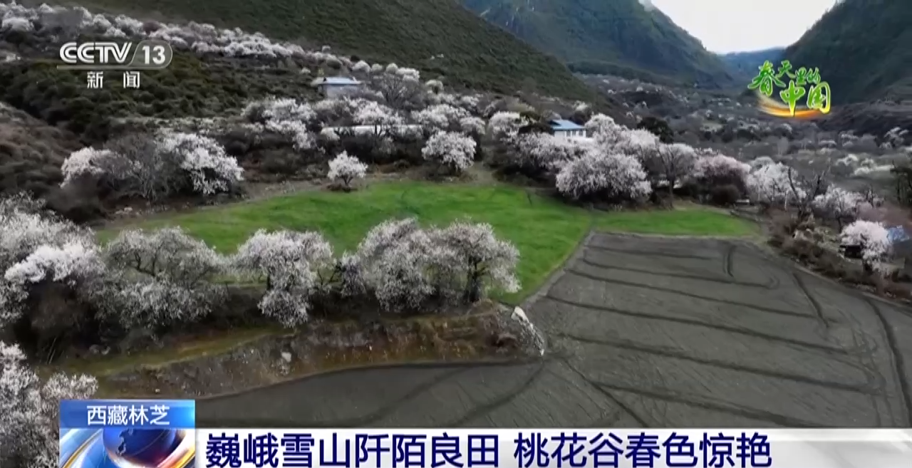 西藏林芝：巍峨雪山阡陌良田 桃花穀春色驚豔