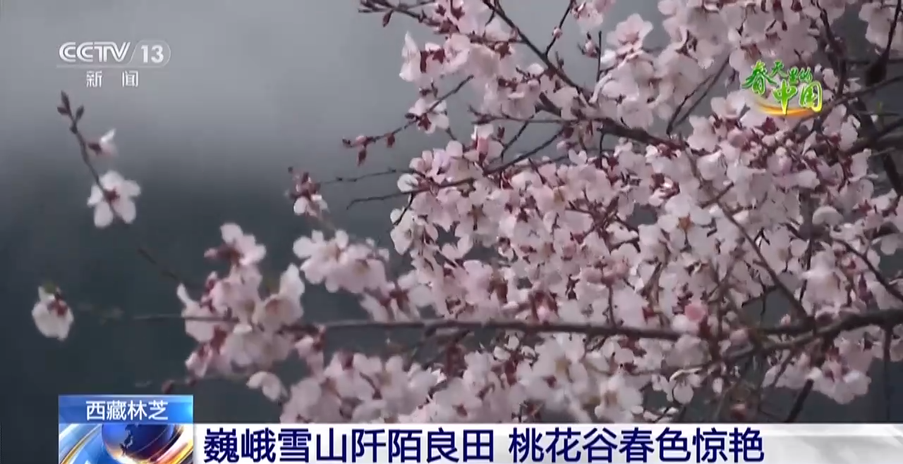 西藏林芝：巍峨雪山阡陌良田 桃花穀春色驚豔