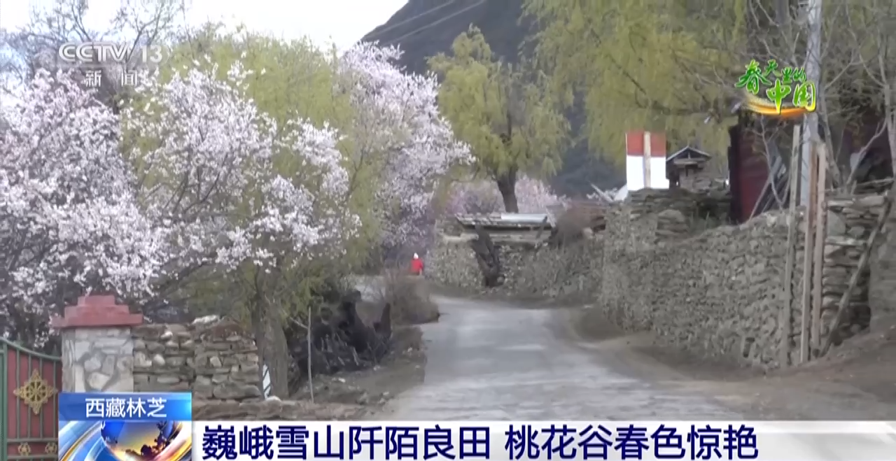 西藏林芝：巍峨雪山阡陌良田 桃花穀春色驚豔