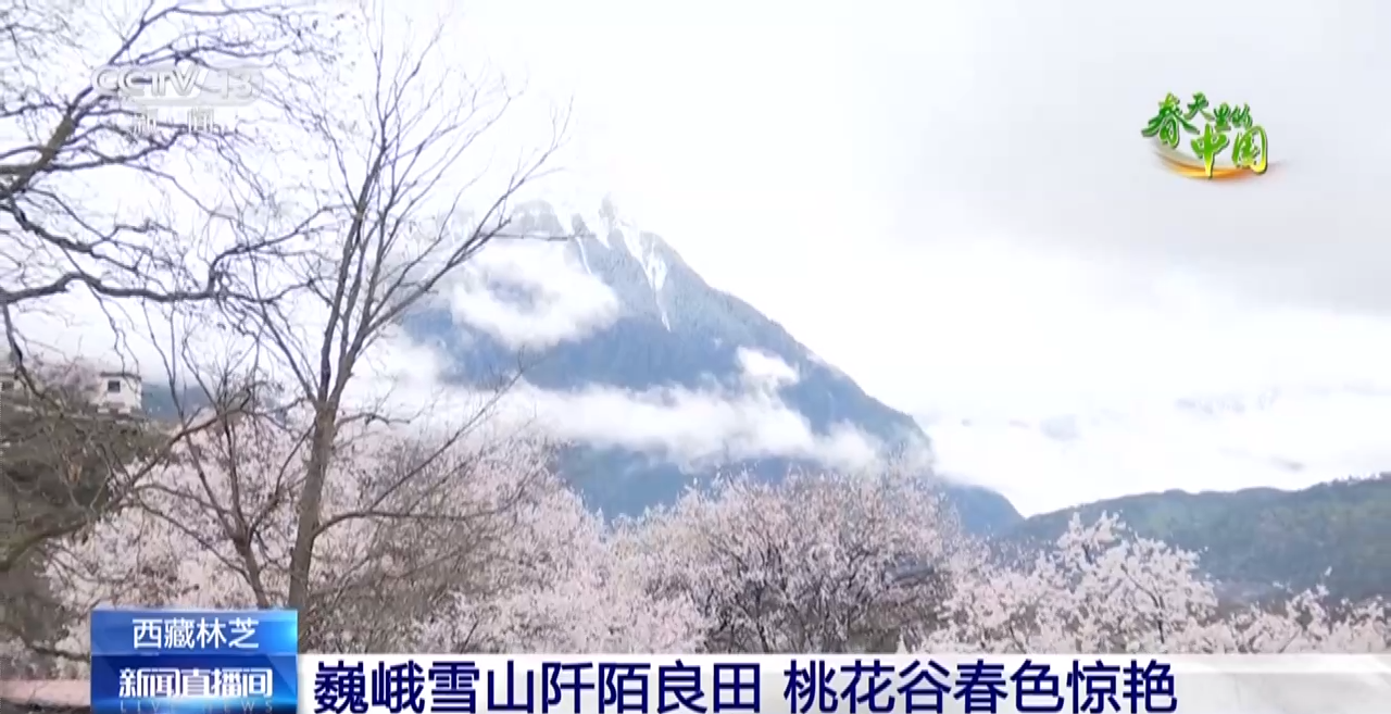 西藏林芝：巍峨雪山阡陌良田 桃花穀春色驚豔