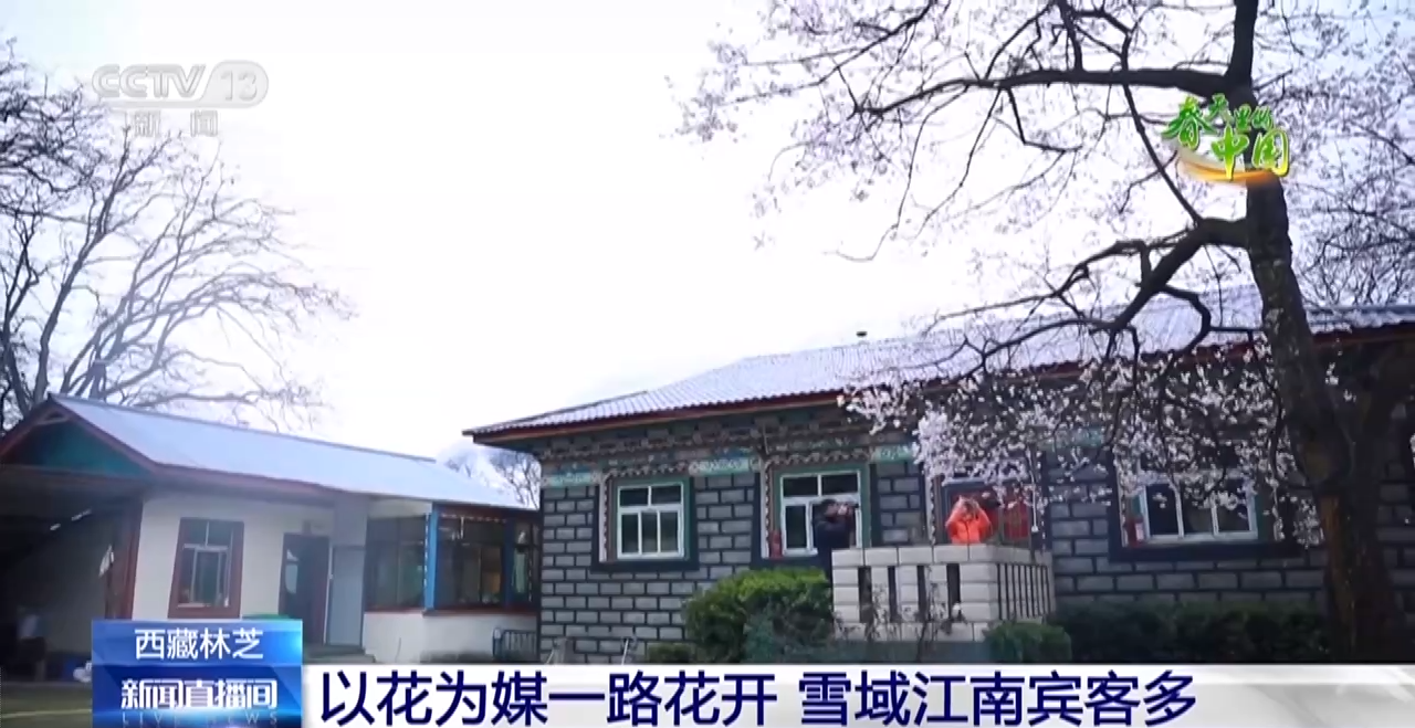 西藏林芝：巍峨雪山阡陌良田 桃花穀春色驚豔