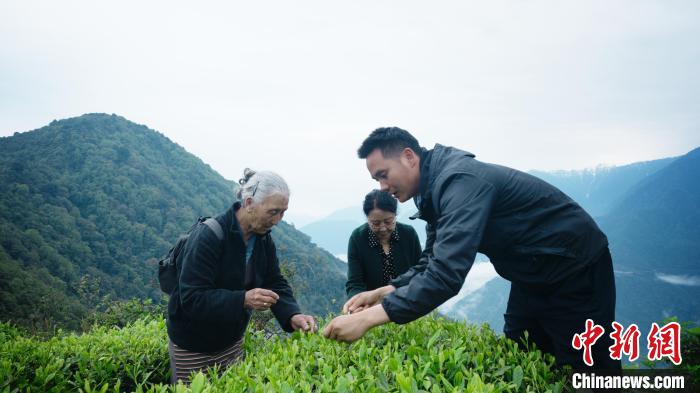 圖為(wei) 銀發旅遊體(ti) 驗團兩(liang) 位老人體(ti) 驗采茶。　西藏專(zhuan) 項旅遊協會(hui) 供圖