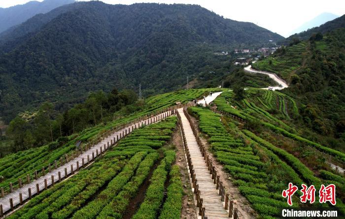 圖為(wei) 西藏林芝市墨脫縣背崩鄉(xiang) 格林村山頂的景觀茶園。(無人機照片) 李林 攝