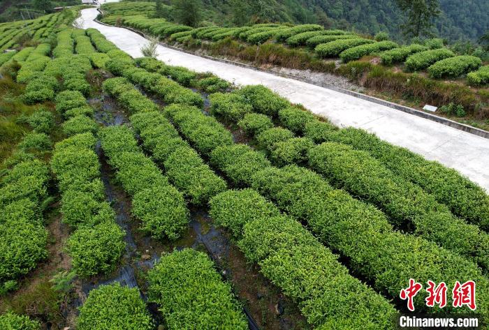 圖為(wei) 西藏林芝市墨脫縣背崩鄉(xiang) 格林村山頂的景觀茶園。(無人機照片) 李林 攝