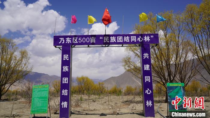 圖為(wei) “民族團結同心林”項目。　乃東(dong) 融媒供圖