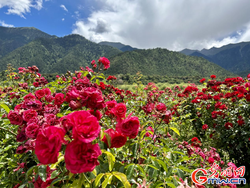 我們(men) 的家園丨【組圖】 綠水青山入畫，“金山銀山”築起