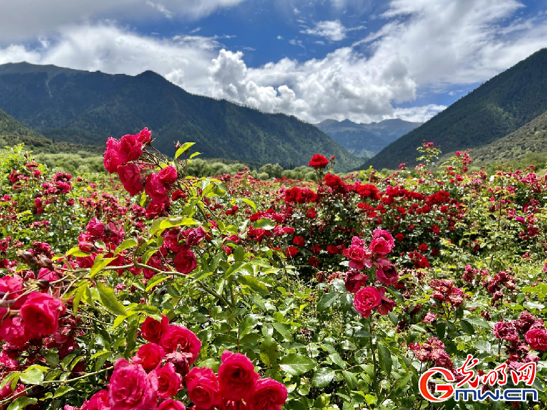 我們(men) 的家園丨【組圖】 綠水青山入畫，“金山銀山”築起