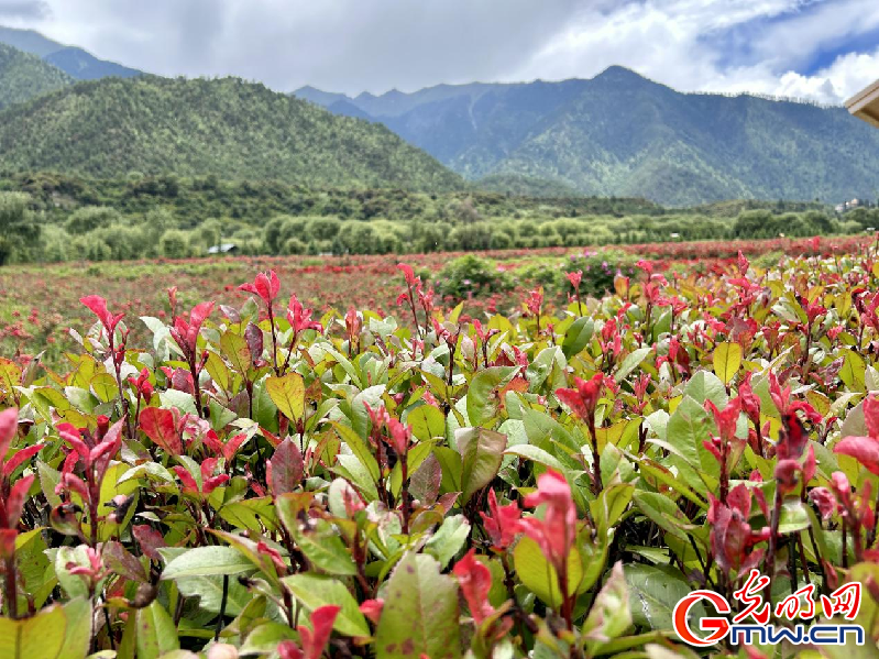我們(men) 的家園丨【組圖】 綠水青山入畫，“金山銀山”築起