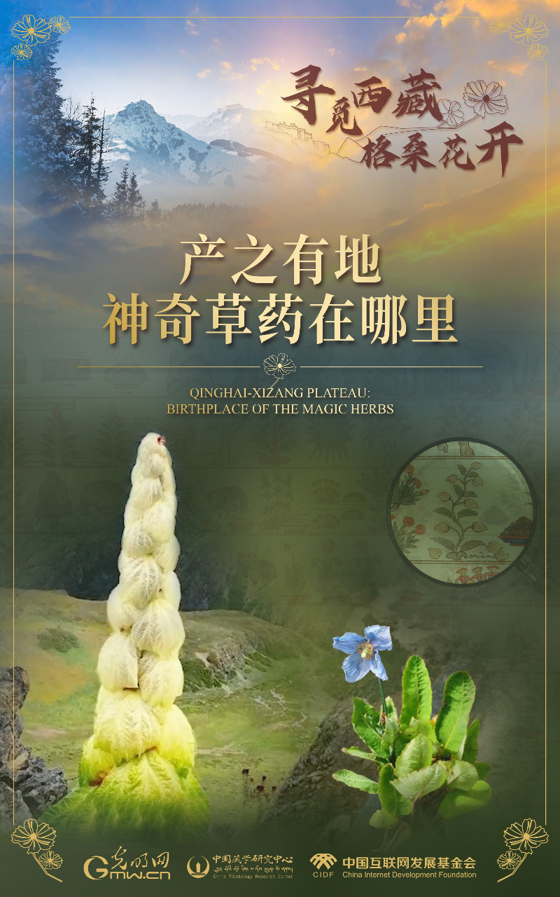 【尋覓西藏·格桑花開】產(chan) 之有地：神奇草藥在哪裏
