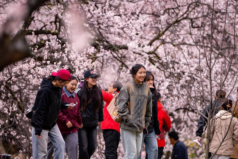 桃花盛開惹人醉，八方遊客賞花來。徐馭堯攝