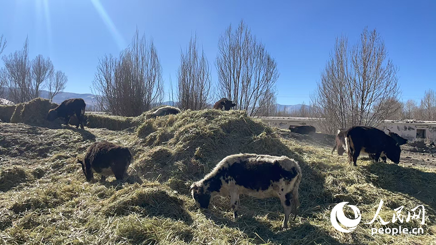 長所鄉(xiang) 森嘎村村民的牲畜在食用新鮮飼草。人民網記者 郝潔攝